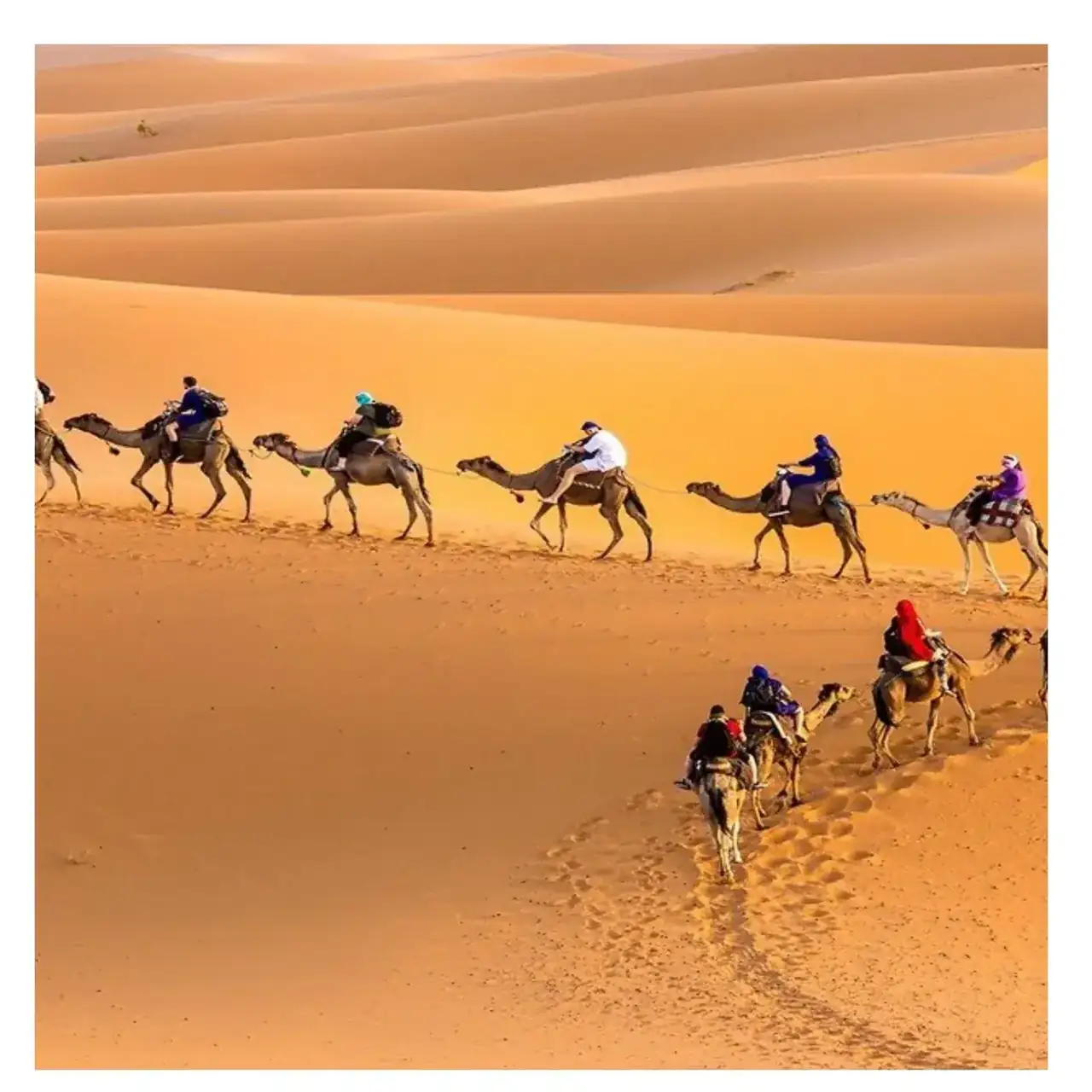 Camel caravan crossing the golden Erg Chebbi dunes
